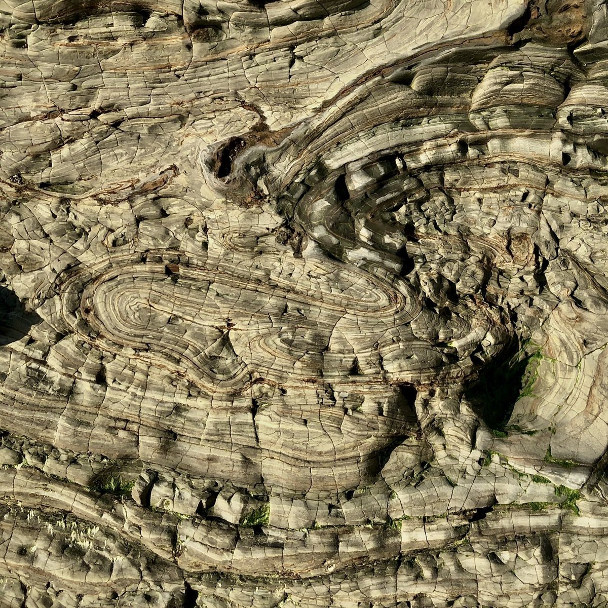 ZaneJobe's tweet photo. Submarine landslide deposit at Blacks Beach, San Diego, California - a very early #masswastedSunday for @S4SLIDE @mass_failure @moscardellil @MikeAClare @SAnD_CSM https://t.co/UNCnRymvLf