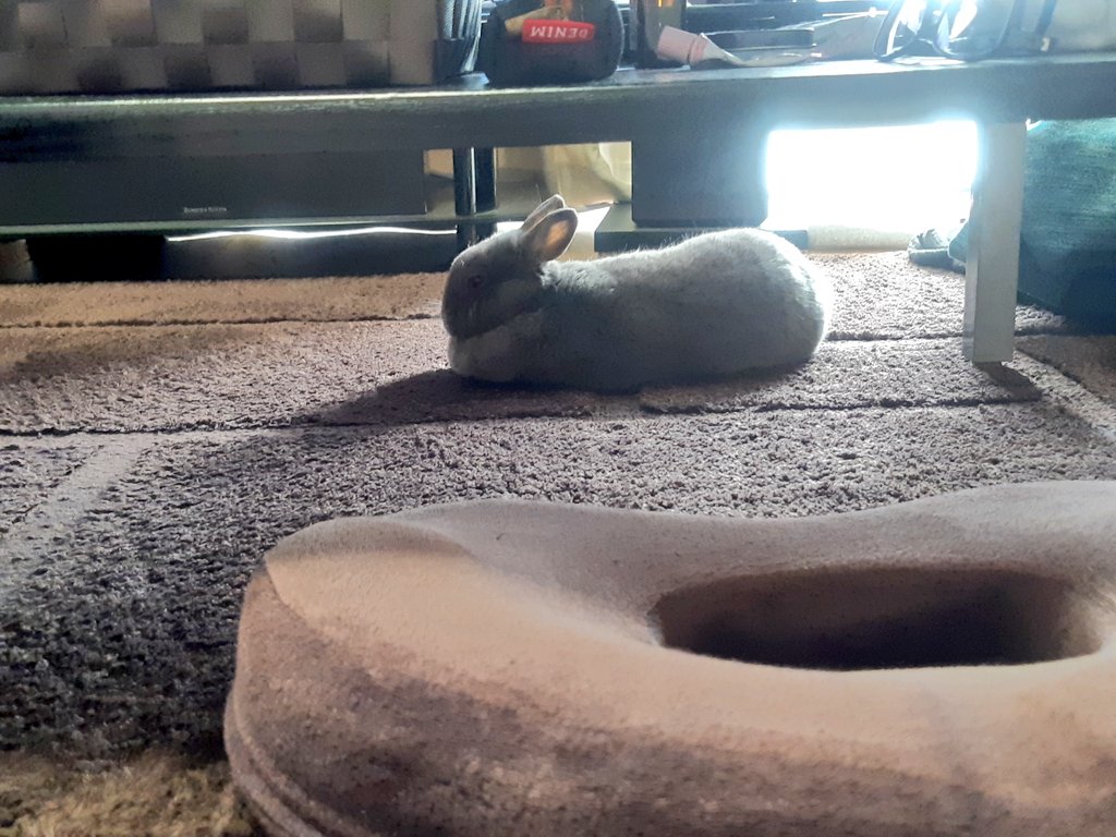 この前お昼寝中に突然誘拐して爪切りに連行したら、行きの車内で今までしたことが無いゴロンをして非常にニンゲンを不安にし、爪切り最中も大暴れ…
スタッフさんが仰向けにしてお腹をモミモミしたら、お漏らししちゃったぷっか😵
トイレ我慢してたからいつもと違ったのか〰💦と反省した出来事でした😣