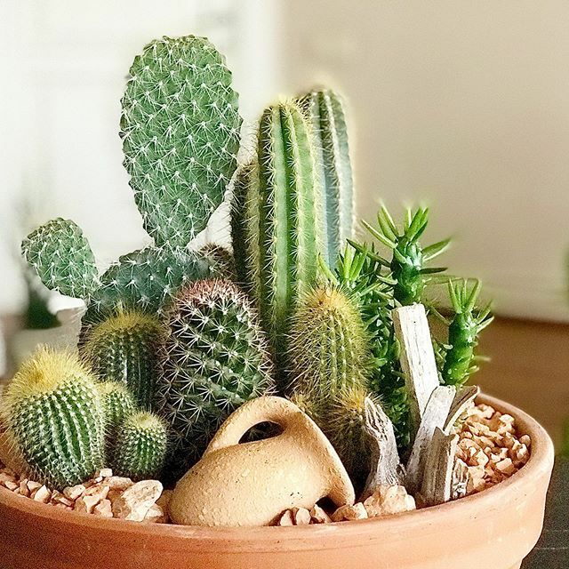 Dikenlerinden güç alıp, içindeki çiçek açma potansiyelini görenlere... #ArizonaXL #BloomAndFresh 🌵 ift.tt/2v0kVN0