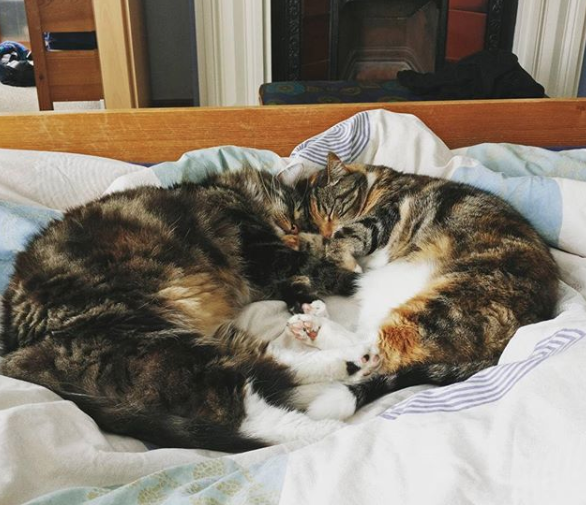 TheServiceDesk's tweet photo. Happy #LoveYourPetDay! These 2 siblings 💖 a daytime snooze 🐱💤 #CatsofICT #CatsOfTwitter https://t.co/wkdISHBrXS