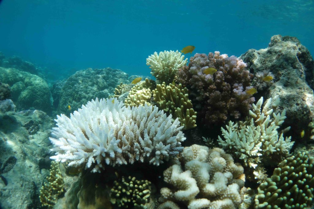 lirrf's tweet photo. Photos taken this morning at Lizard Island by Lyle Vail showing very recent bleaching. https://t.co/YOkZZEon92