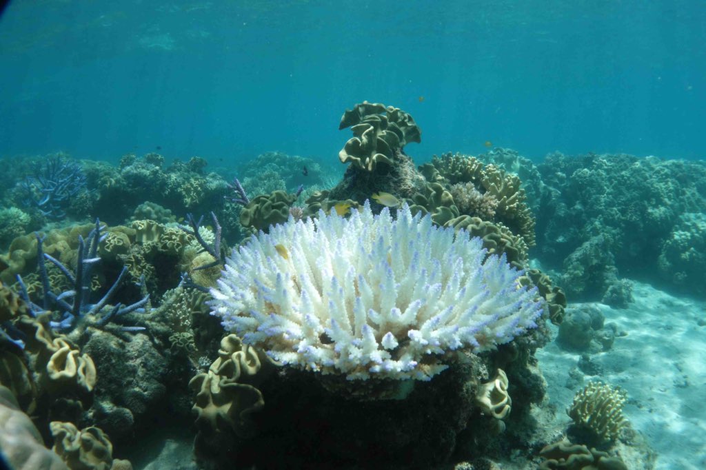 lirrf's tweet photo. Photos taken this morning at Lizard Island by Lyle Vail showing very recent bleaching. https://t.co/YOkZZEon92