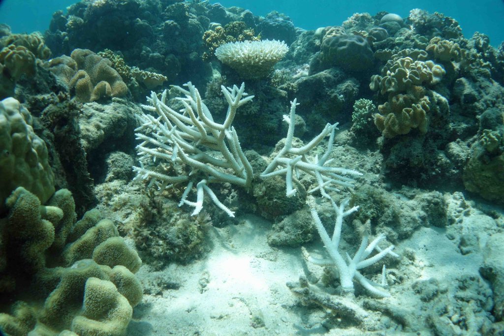 lirrf's tweet photo. Photos taken this morning at Lizard Island by Lyle Vail showing very recent bleaching. https://t.co/YOkZZEon92
