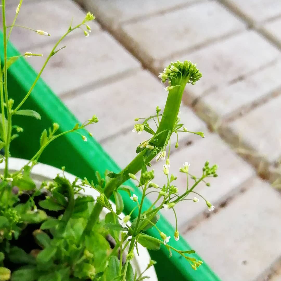 MasieroPesaresi's tweet image. Arabidopsis mutants in our greenhouse at the #citta #studi #botanical #garden @LaStatale Milano