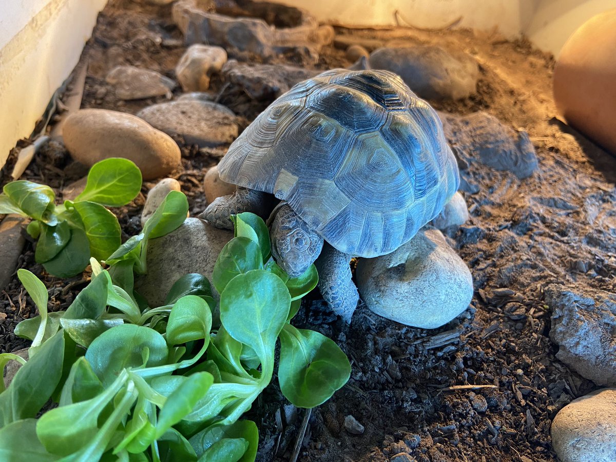 VCasambros's tweet photo. It's #LoveYourPetDay here's @TortoiseToby 🧡🐢 https://t.co/dQBNpKHHEF