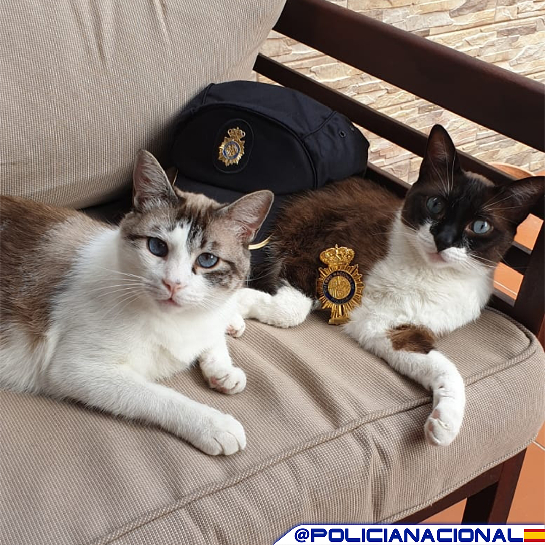 policia's tweet photo. #DíaInternacionalDelGato

Si tienes pensado adoptar un lindo gatito, recuerda que no son un juguete, son animales y sienten como nosotros.

Ellos van a darte todo su amor❤️ ¡Nunca les abandones!

WE 💙 ANIMALS https://t.co/HsqefqgGy4