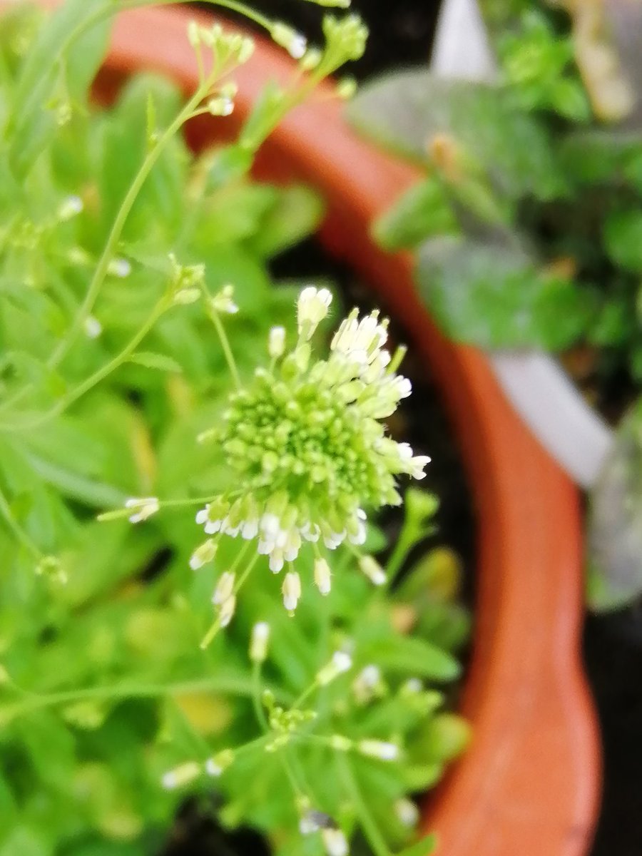 MasieroPesaresi's tweet image. Arabidopsis mutants in our greenhouse at the #citta #studi #botanical #garden @LaStatale Milano