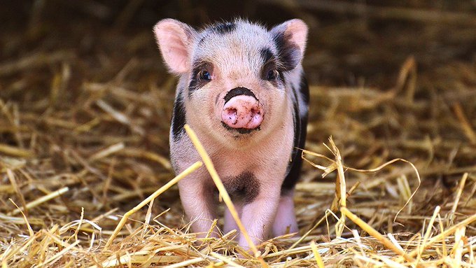 PETA UK tweet media
