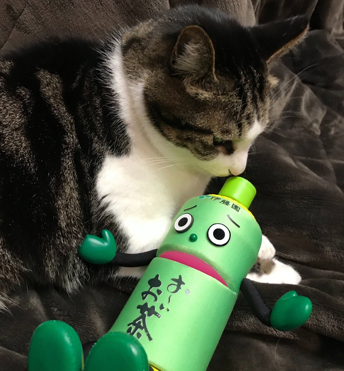 認知度の低さに悩む お いお茶くん お茶へのこだわりを伝えるため次々と無茶な企画を始める Togetter