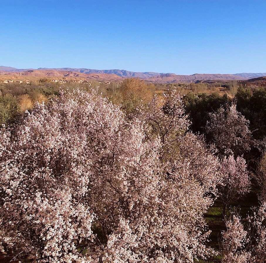 Spring is coming soon in Morocco! 🇲🇦