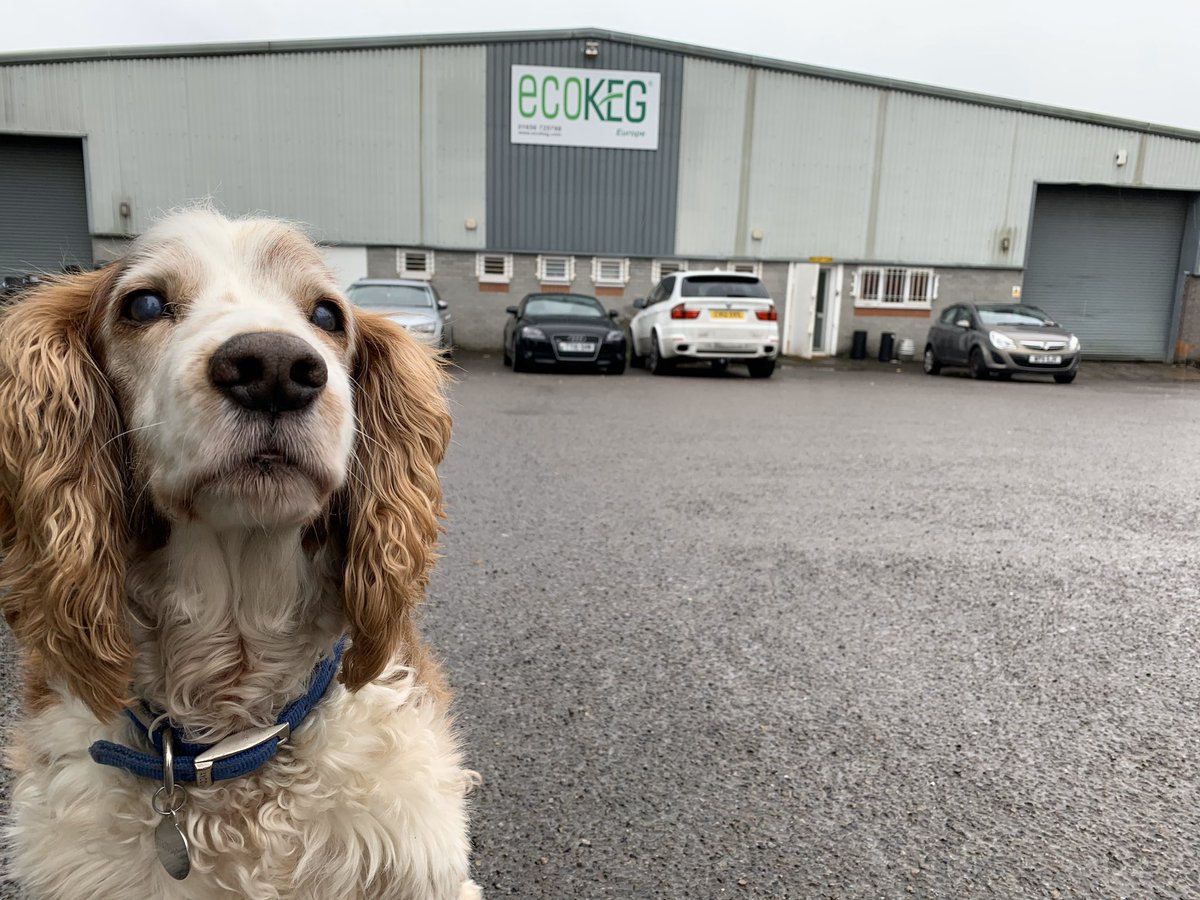 #NationalLoveYourPetDay top dog guarding The EcoKeg yard today! #ratemydog #DogsofTwittter #spaniel #welshspaniel #olddog #dog