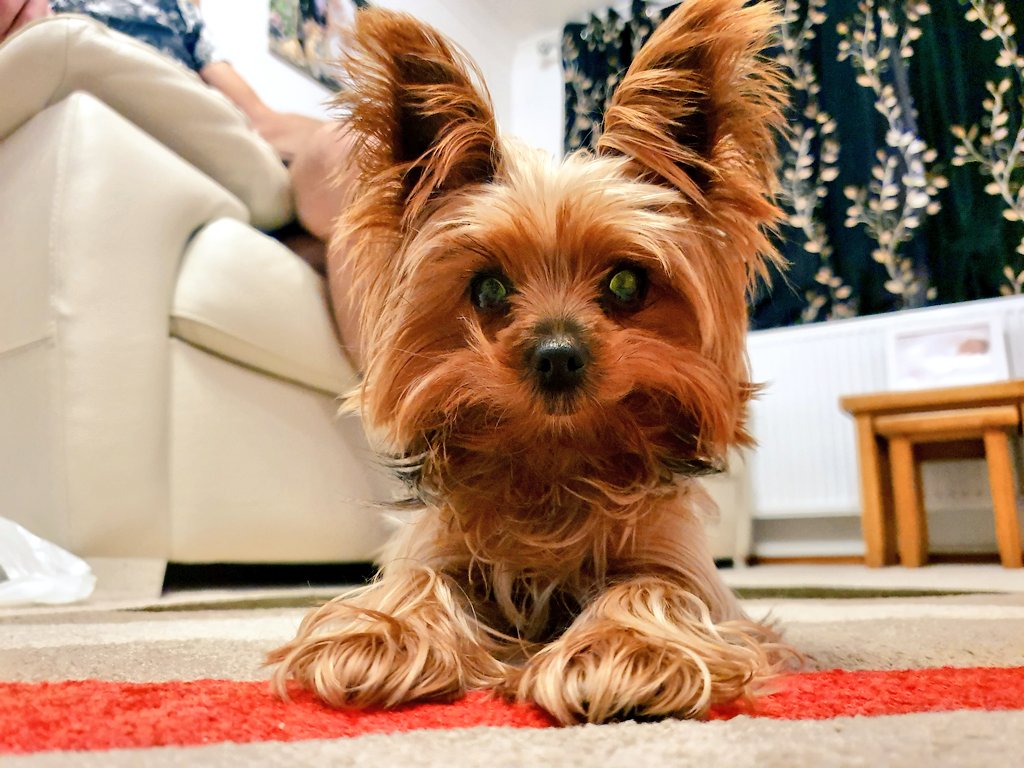 tashaluckhurst's tweet photo. Sorry about the negativity of my recent posts, heres a picture of my dog to lighten the mood! #NationalLoveYourPetDay https://t.co/kli2Ki590T