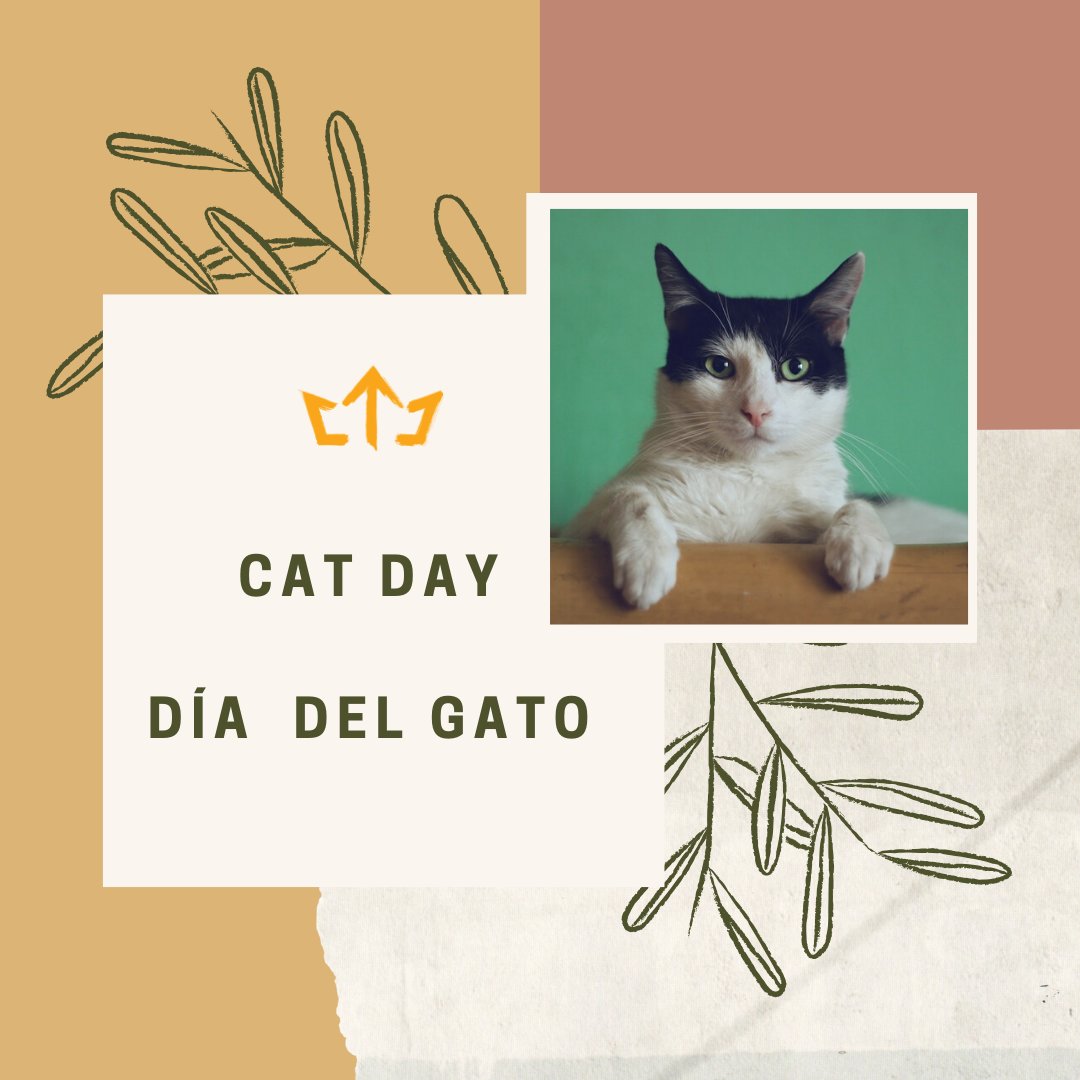 ¿Sabías que los #gatos celebran su día 3 veces al año? Hoy es uno de ellos. Y a ti, ¿te gustan los gatos? 😻

Did you know that #cats celebrate their day 3 times a year? Today is one of them. What about you, do you like cats? 😻

#díadelgato #catday #catlovers