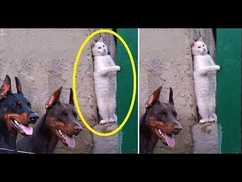 MeowMoeDotCom's tweet photo. โฅ#Cute C ...
#Cats #Cat #Kittens #Kitten #Kitty #Pets #Pet #Meow #Moe #CuteCats #CuteCat #CuteKittens #CuteKitten #MeowMoe
#CuteCatsAndKittensDoingFunnyThings20188 #Animals #AnimalsFails #AnimalsTroll #Baby #BabyAndCat #CatFails
https://t.co/0RqsmEDOoW
. https://t.co/R17T9xus9x