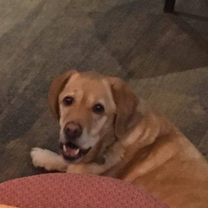 Max, our dog of the week. Having a little break <a href="/Dogfriendlybse/">DogFriendlyBSE</a> <a href="/ourburysteds/">Our Bury St Edmunds</a> <a href="/wscBeer/">West Suffolk CAMRA</a> #dogfriendly #dogfriendlypub #pub #dogoftheweek #dogwalking #furyfriends