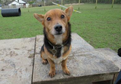 MGAnimalRescue's tweet photo. I'm Eddie, a Lancashire Heeler cross born Jan 2012. I can be shy until I know you so, you would need to come and visit me a few times. I'd need to be the only pet in an active adult only home.

Contact wingletang@mgar.org.uk 

#MargaretGreenAnimalRescue https://t.co/AC7fJXi02h