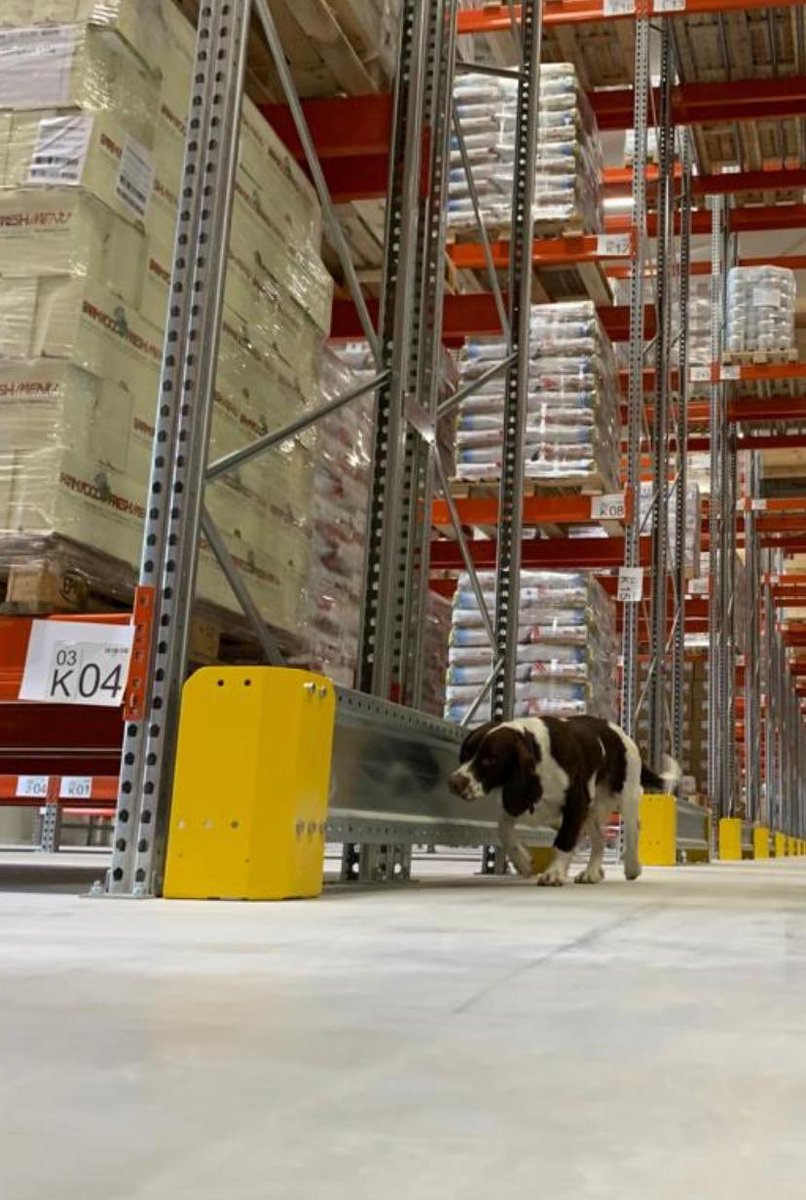 Scentimprint's tweet photo. This week we have started a new detection instructor level 3 course, with dogteams from French.
#k9 #k9unit #detectiondogtraining #snifferdogs #workingdogs #springerspaniel #germanshepherd #dogtraining #farmfood #snifferdogs #scentwork https://t.co/VdQgEnovaO