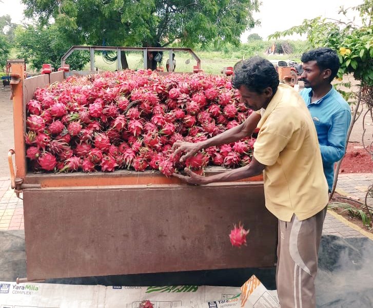 AsabeLtd's tweet photo. Dragon fruit harvesting @AsabeLtd 
#rukminifarm
#asabesagro https://t.co/awqG2u63mk