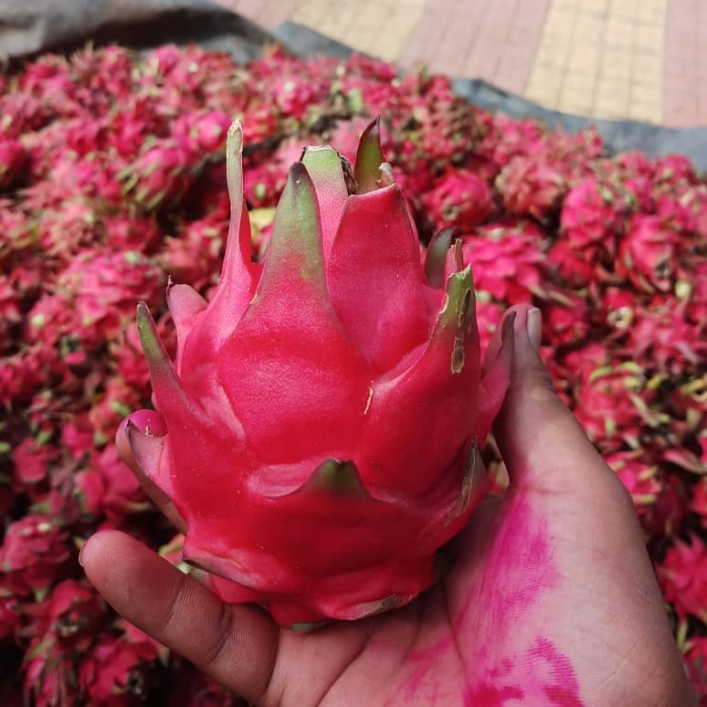 AsabeLtd's tweet photo. Dragon fruit harvesting @AsabeLtd 
#rukminifarm
#asabesagro https://t.co/awqG2u63mk