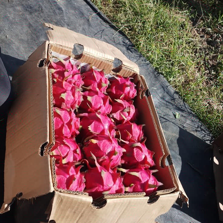 AsabeLtd's tweet photo. Dragon fruit harvesting @AsabeLtd 
#rukminifarm
#asabesagro https://t.co/awqG2u63mk