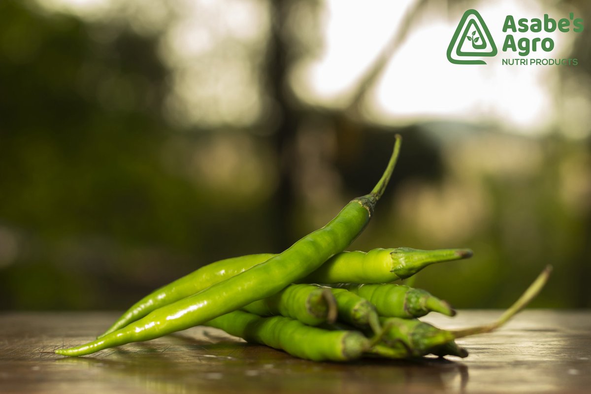 AsabeLtd's tweet photo. 🇮🇳Green Chilli🇮🇳
#asabesagro
#rukminifarm https://t.co/GpxaYkgOpe