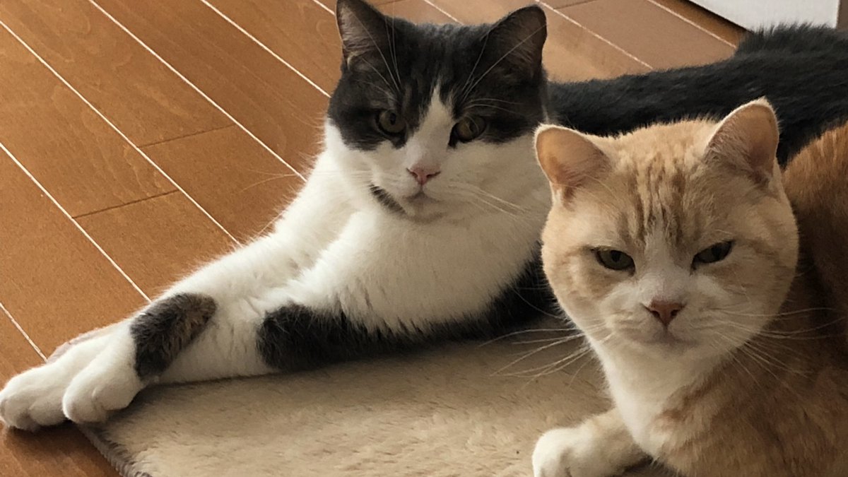 uSLB5glWCfZYdsG's tweet photo. 猫なりのキメ顔
#スコティッシュ　#猫　#早く平和な日常に戻りますように https://t.co/osvVu4hJOj