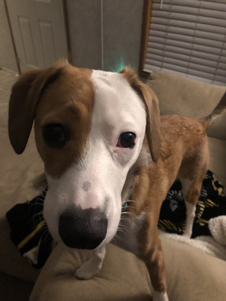 Bexs66's tweet photo. The Dog Mom Journal https://t.co/KU9QQV994S https://t.co/itshxucYKj