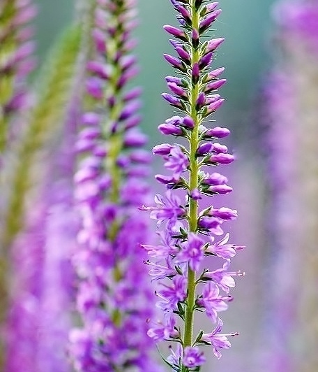 addyiceangel's tweet image. .     Good Night Twitterfolk
✨🦋🌸💤😴💤🌸🦋✨