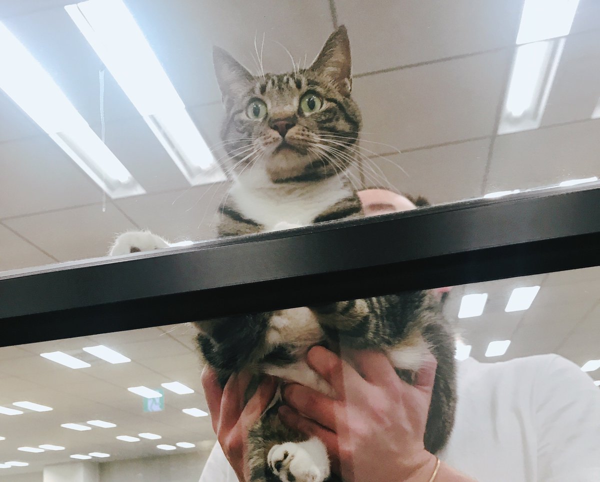 くらしのマーケット 公式 私10 あるけど 持ち上げてもらうのは当然よね ネッコ ヌコ 猫のいる暮らし 猫のいる幸せ 猫のいる生活 猫好きさんと繋がりたい 猫好きな人と繋がりたい 企業公式猫部 くらしのマーケット 公式 私10 あるけど 持ち上げてもらうのは当然よね ネッコ ヌコ 猫のいる暮らし 猫のいる幸せ 猫のいる生活 猫好きさんと繋がりたい 猫好きな人と繋がりたい 企業公式猫部