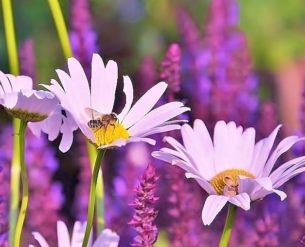 addyiceangel's tweet image. .     Good Night Twitterfolk
✨🦋🌸💤😴💤🌸🦋✨