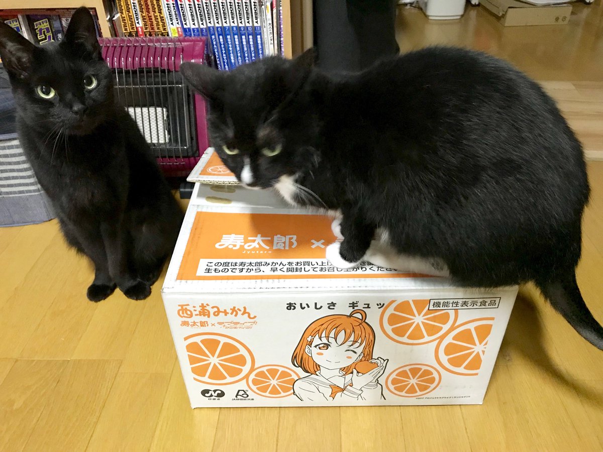 スーパーでレジ袋代わりに持ってきたミカンの箱は うちのネコに人気です♪ 
