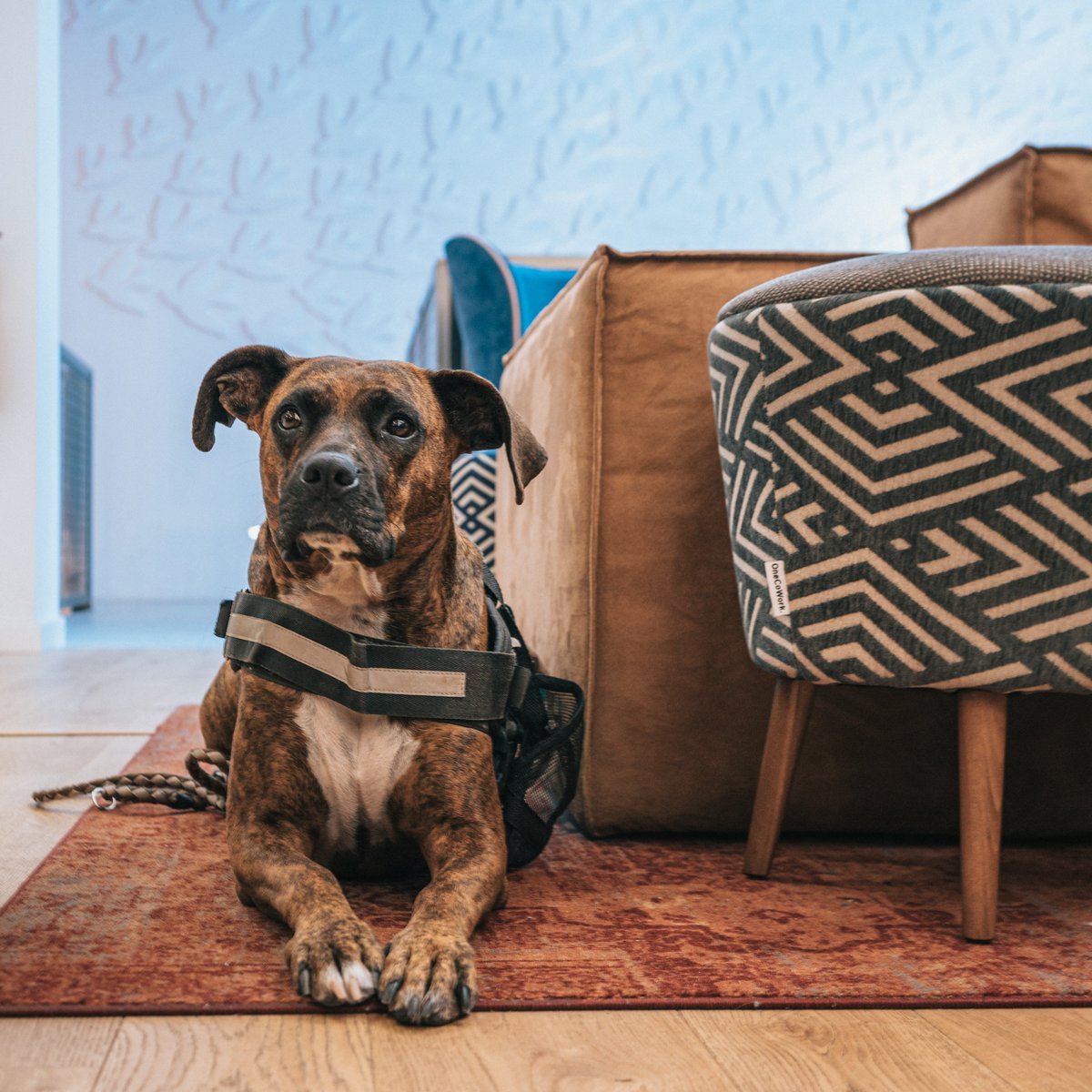 onecoworkbcn's tweet photo. So... it's #LoveYourPetDay. This one's easy 🐶| #DogsofCoworking https://t.co/T80OGbf6UT