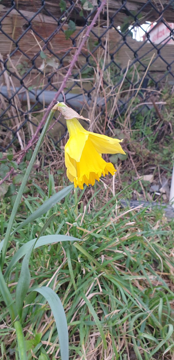 worldcareskips's tweet photo. We've got a daff! Shame #spring doesn't look like it's ready to arrive yet🙄 #WeatherForecast a bit rubbish for our little bit of #northwales but our yard guys and drivers are still out there rocking it. As usual, give us a call or message if you need us. 01492 593080 https://t.co/FJKwgfU0Yk