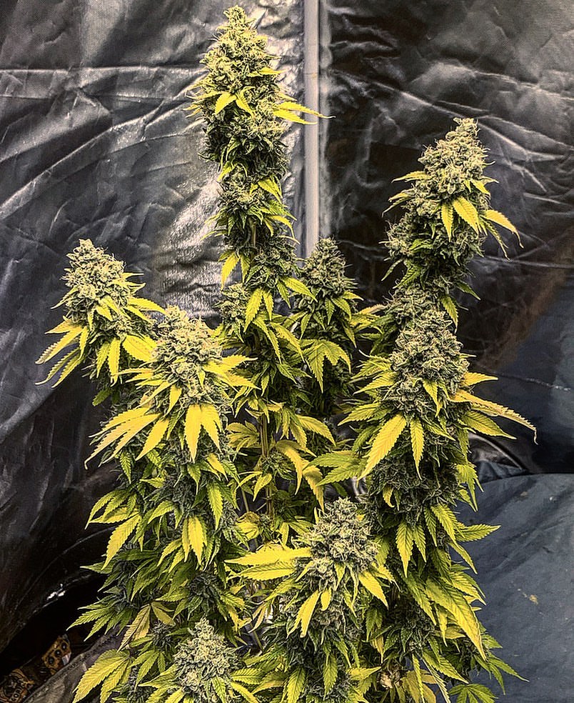 BarneysAms's tweet photo. 📷: @rather_do_it_myself
Blue Cheese from @barneys_farm .
.
#medicalmarijuana #ganja #marijuana #weed #medical #growyourown #organic #notill #probiotic #knf #probioticfarmersalliance #seedsman ##Cheese #nochemicals #Gelatog #livingsoil #seedsmanseeds #bluecheese #barneysfarm https://t.co/vHW3aHNZin