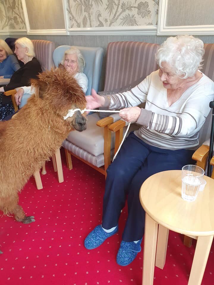 performing_pets's tweet photo. Always pleased when Performing Pets are visiting as we never know who/what is in tow 😊 Minchenden Lodge, Scimitar care https://t.co/id33V1Ieeg