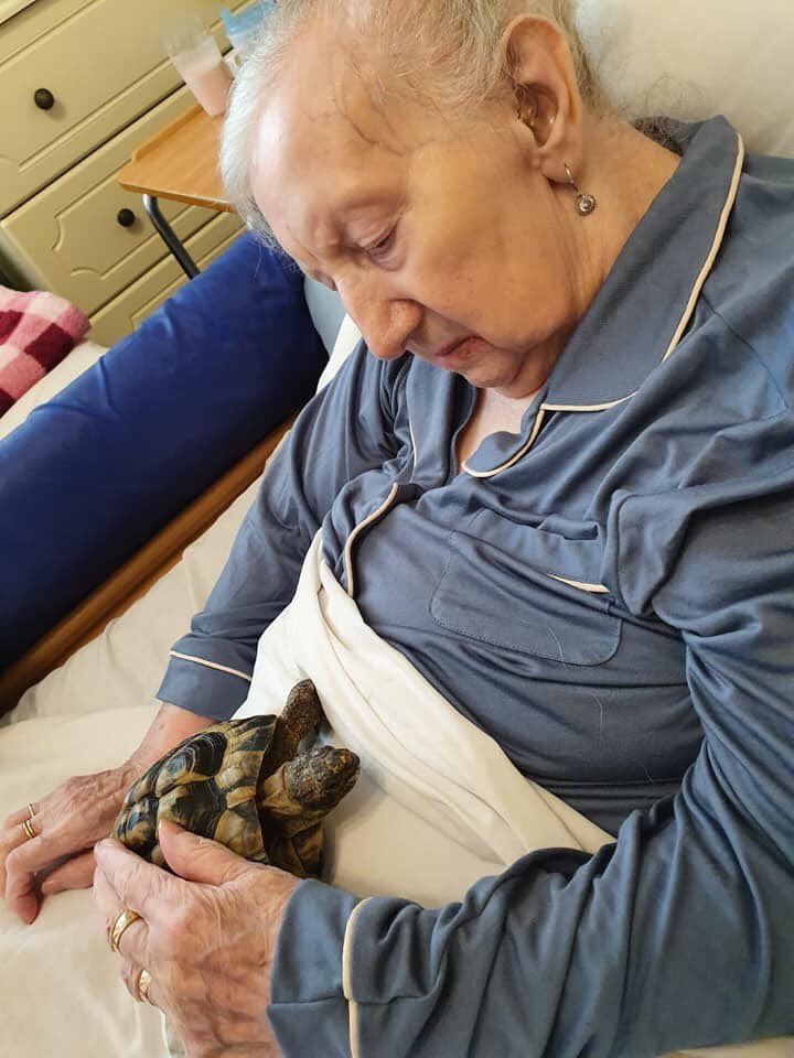 performing_pets's tweet photo. Always pleased when Performing Pets are visiting as we never know who/what is in tow 😊 Minchenden Lodge, Scimitar care https://t.co/id33V1Ieeg