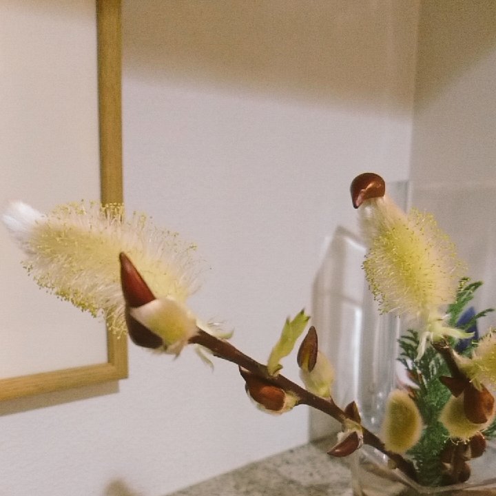 Etiqueta アカメヤナギ Al Twitter