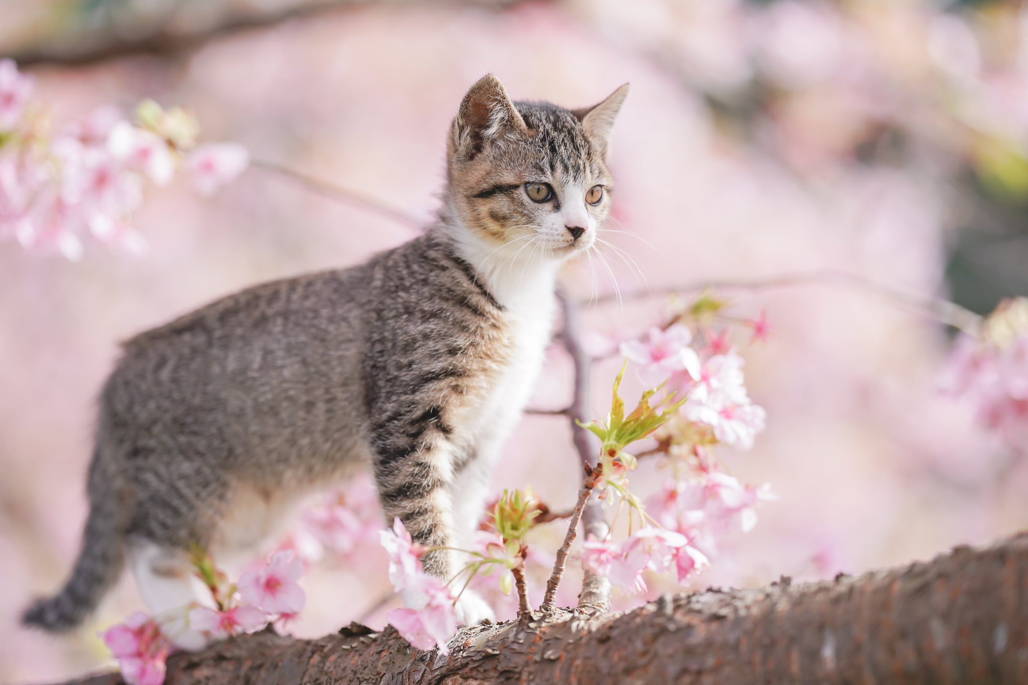 netgeek動物 on X: 