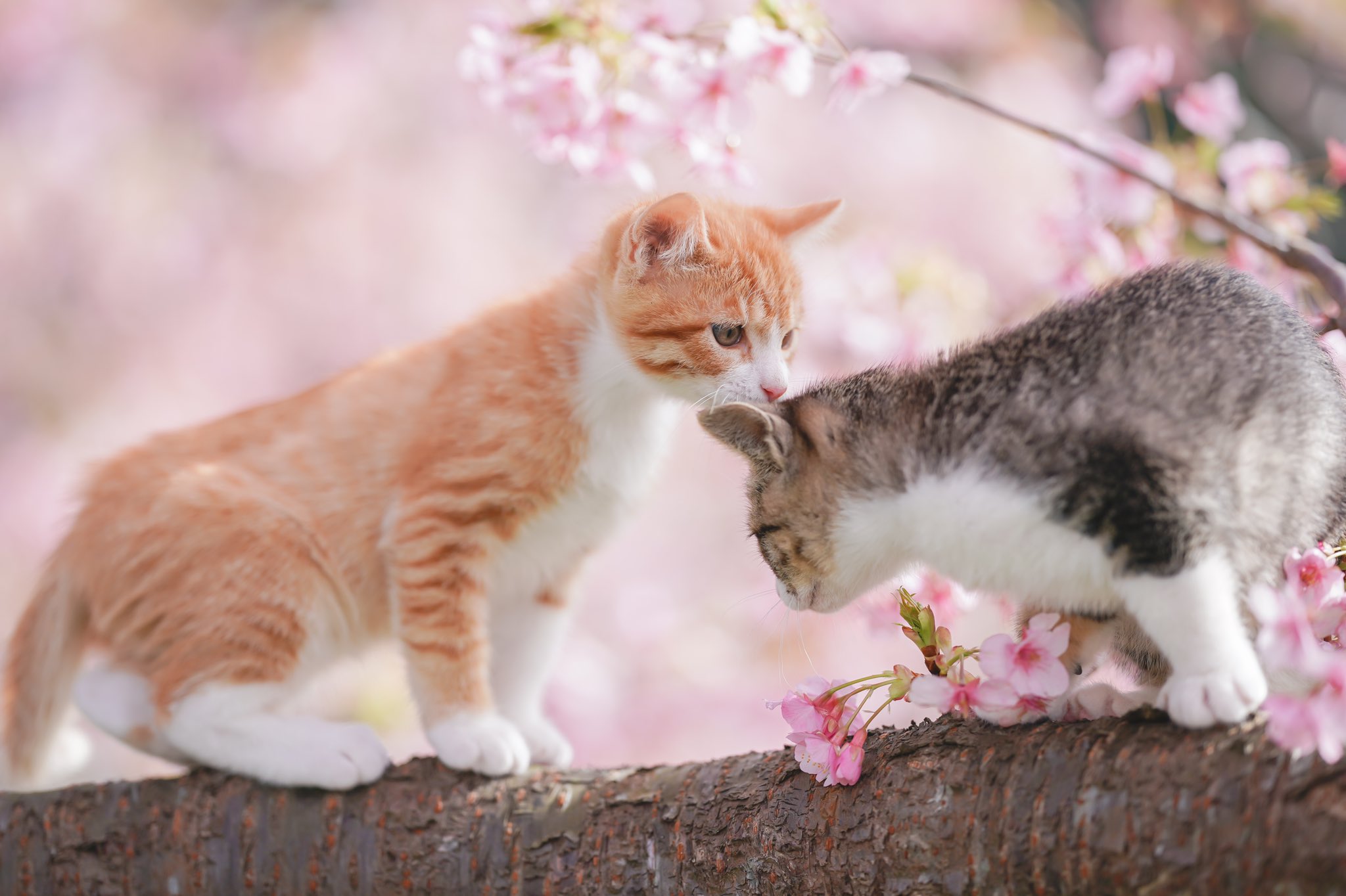 Netgeek動物 伊豆で咲いた桜 猫と素敵な写真が撮れる Netgeek T Co Lmhqodhzmn