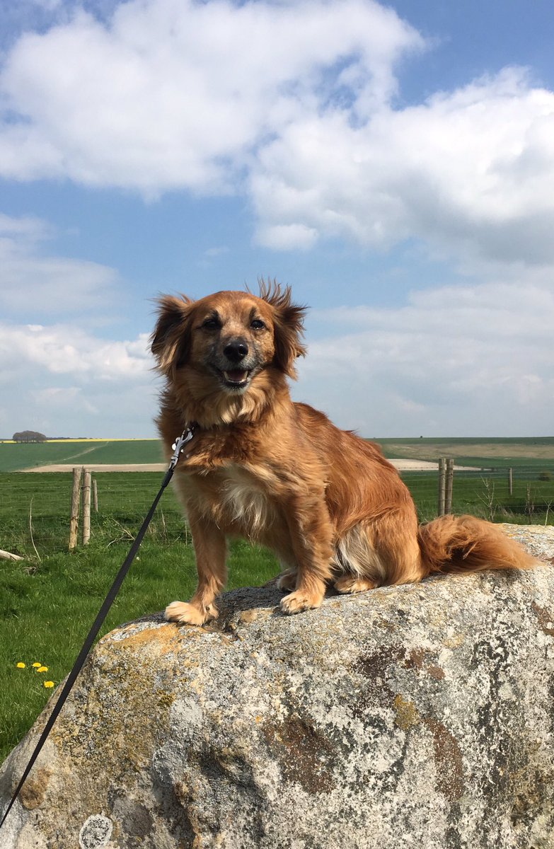 AlexOscarPet's tweet photo. Remember it’s National Love Your Pet Day today! You’ve gotta love him ❤️🐶❤️ #nationalloveyourpetday #adopteddogsrock https://t.co/1VRIf8EH0m
