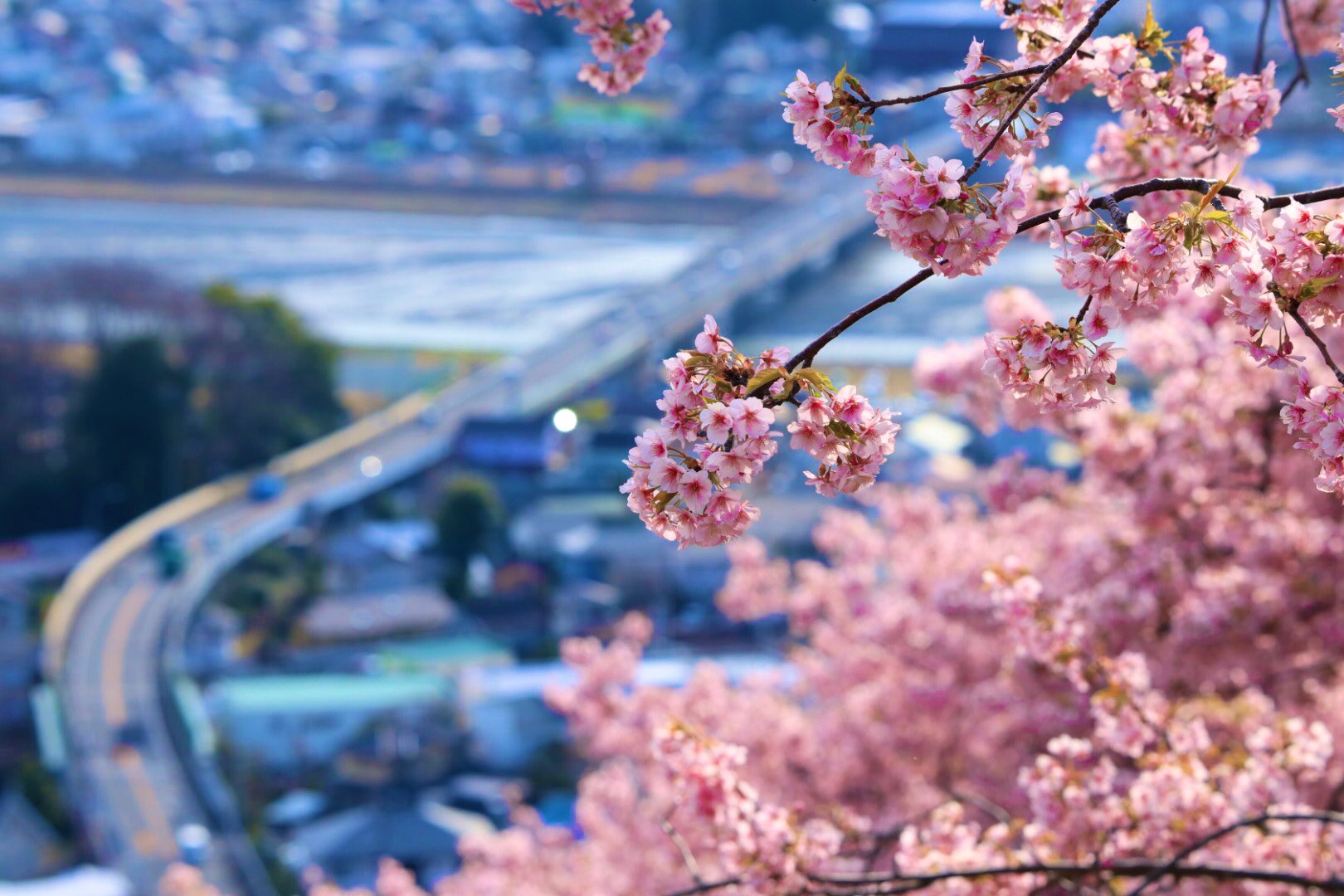 まつだ桜まつり Twitter Search Twitter