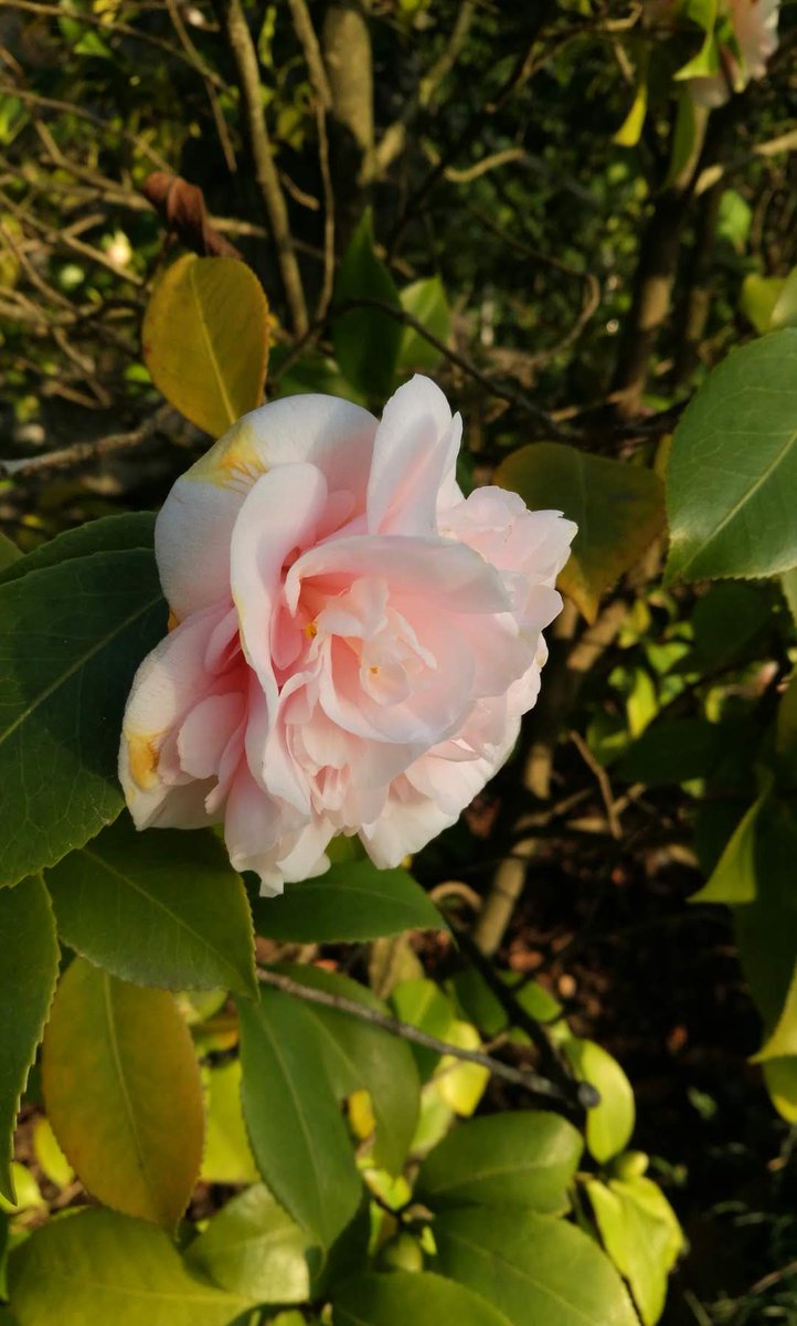 5 marzo ore 14.30: giornata educational per guide turistiche e operatori turistici del lago di Como😀 iscriviti: eventi@villacarlotta.it 0344 40405
#villacarlotta #educational