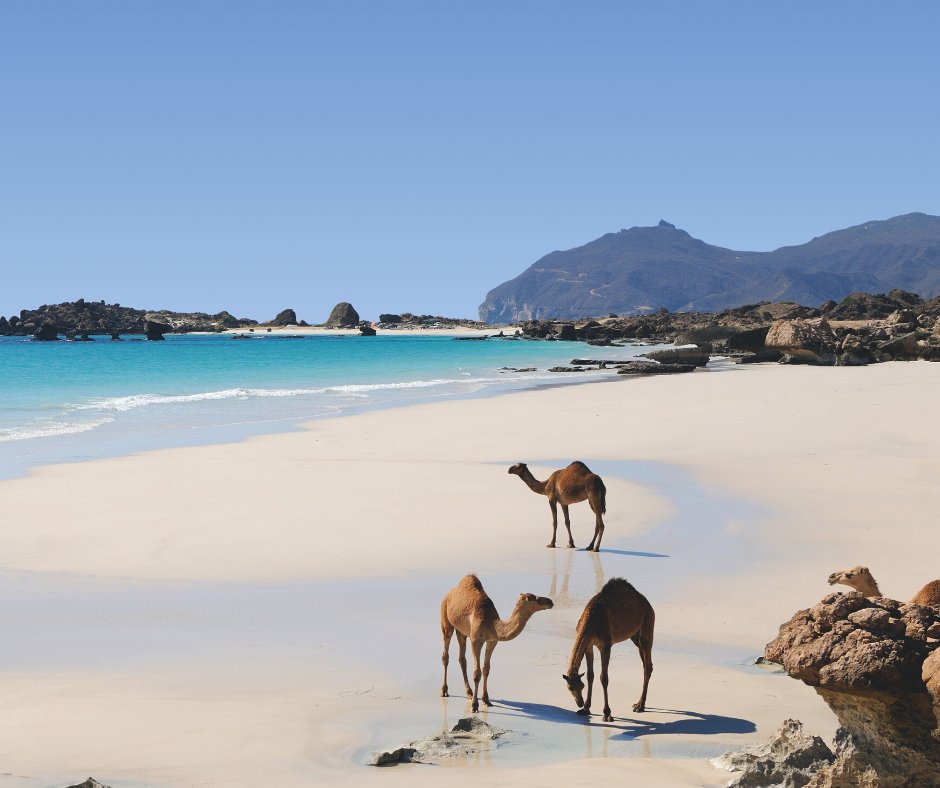 btf_tweets's tweet photo. Endless wanderlust? We have the cure! @ITB_Berlin, our official partner event is a paradise for all big and small globetrotters!⁠

And the best? With your BTF ticket you get to visit ITB Berlin on Saturday or Sunday with a 2 for 1 ticket special!⁠

https://t.co/mxO3DlzSTm
⁠ https://t.co/MTQdz07QIU