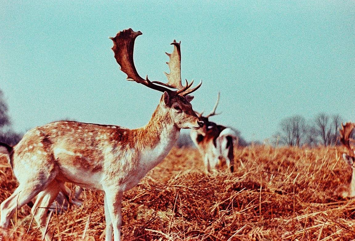 Petzval Competition: #Nature 
In onore del 180° anniversario del primo obiettivo di Joseph Petzval, presentiamo il Petzval 80.5 mm f/1.9 BC MKII SLR! Ecco 4 sfide per testare le tue abilità Petzval! Questa è la 3° tema #Nature: Partecipa &amp; Vinci!
ow.ly/YLQl50ybFvW