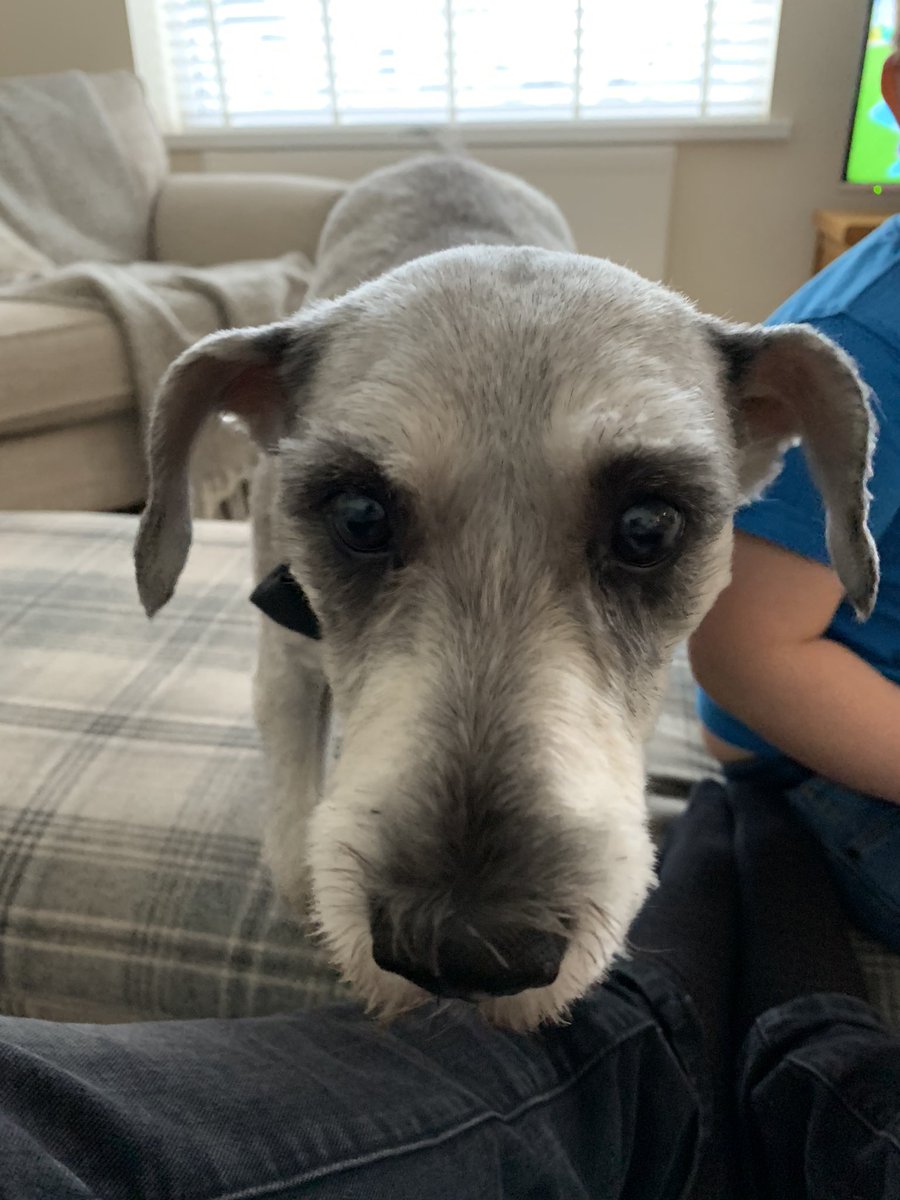 grav54's tweet photo. A Larry close up #LoveYourPetDay https://t.co/PSw5z7Eb9Q