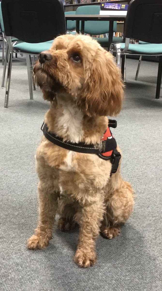librarygeekery's tweet photo. Milo popped into the library @CastlebraeCHS this morning to say a cheery, cheeky hello 🐶❤️ #mentalhealth #theradogs https://t.co/iKqA8kSJbT