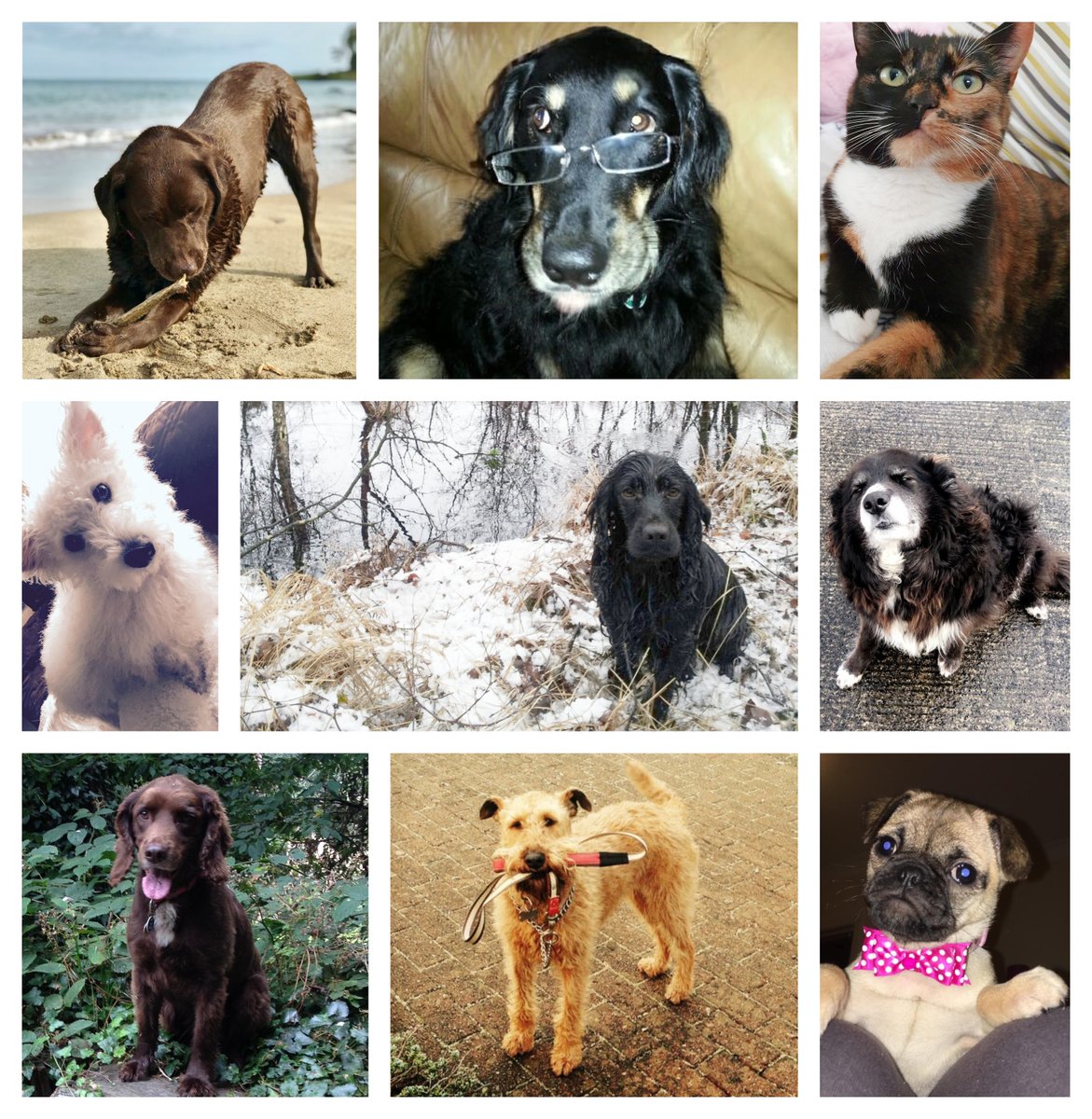 RossBoydGroup's tweet photo. In honour of National Love Your Pet Day, we would like to introduce you to the furry friends of Team RB 🐶💙🐱
I think it's safe to say the dogs have it in this instance!
Are you a dog or cat person?
#LoveYourPetDay #RBPlus #ThursdayThoughts #NationalLoveYourPetDay https://t.co/vFqXNFaYwc