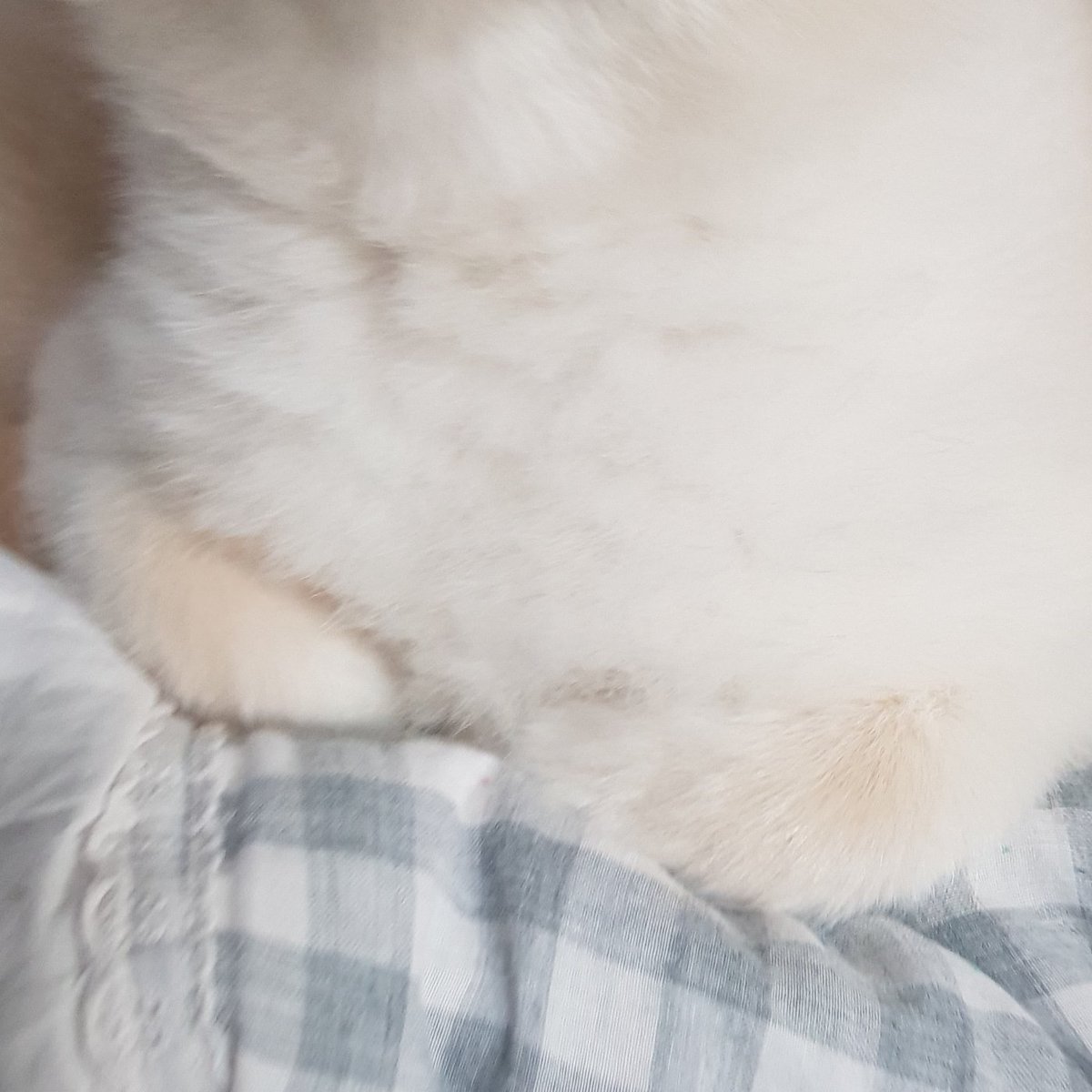 강아지 식빵도 봐줘... 귀엽단말야........