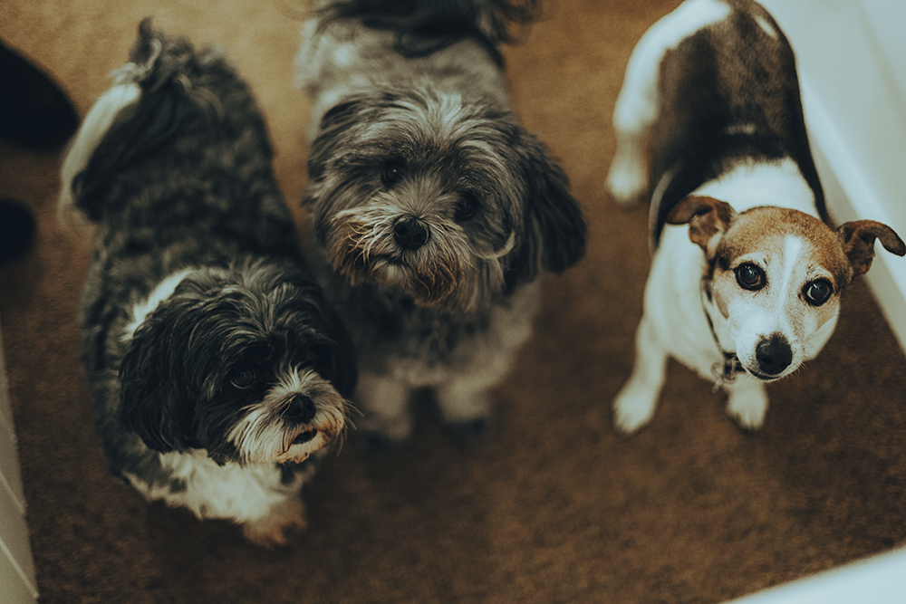 Coldcontrol's tweet image. Celebrating #NationalLoveYourPetDay here at Cold Control!🐶