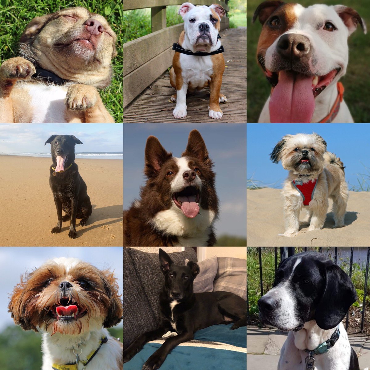 On #LoveYourPetDay we are sharing our very own “Happy Ever Afters”, dogs that have been adopted by centre staff. From top left to bottom right we have
❤️Roy
💛Bea
🧡Boo
💜Bracken
💙Fudge
💜Maddie 
❤️Bailey
🧡Nemo
💛Hobo
<a href="/DogsTrust/">Dogs Trust 💛🐶</a> #dogstrustdarlington #happyeverafter